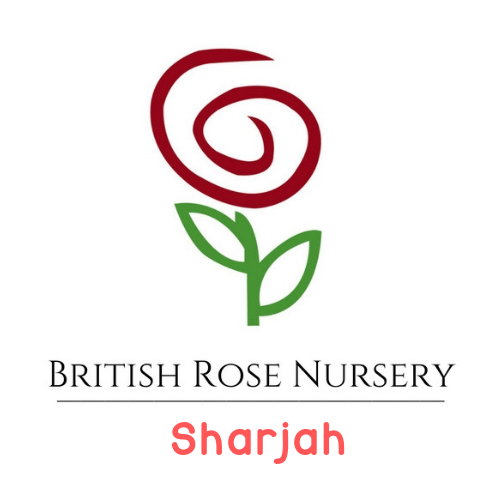 British Rose Nursery - Al Nekhilat